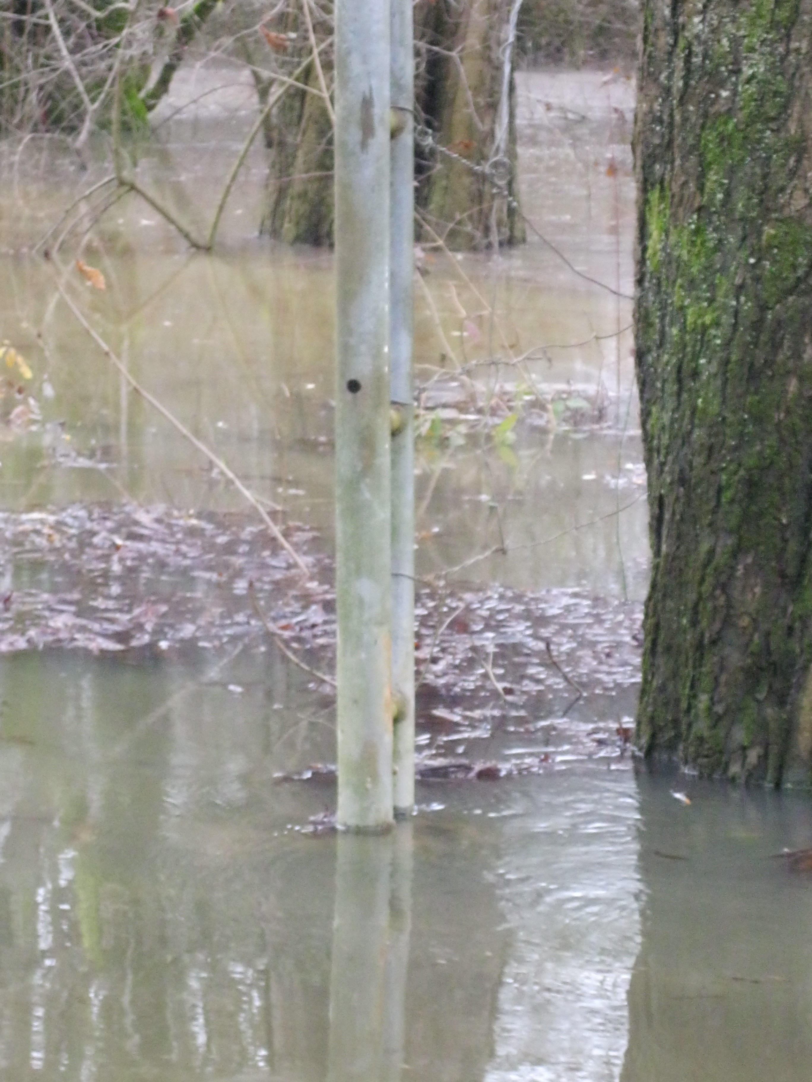 Crue de la Seille en 2012 à La Truchère